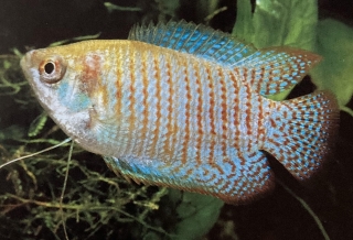 Un mâle colisa lalia ou gourami nain.